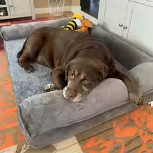 Dog Bed Extra Large Orthopedic Pet Mattress Couch Sleeping Bed Cushion with Removable Washable Cover Soft Sponge Foam